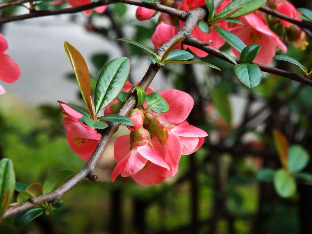 cv di Chaenomeles speciosa (Rosaceae)